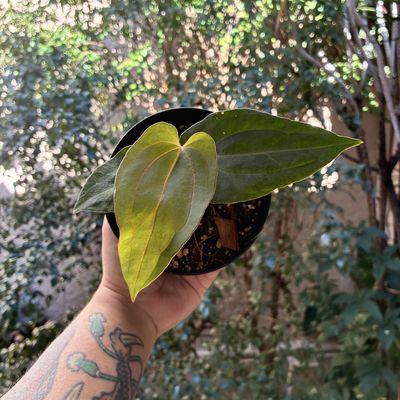 Anthurium (midnight velvet x antolakii BVEP) x Ralph Lynam