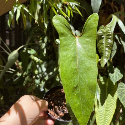 Anthurium nigrolaminum 'Gigi' narrow