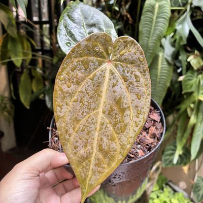 Anthurium no ID ‘Dark Metallic’