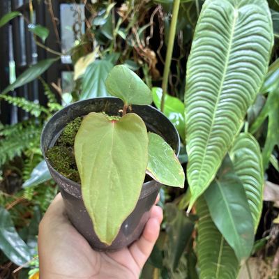 Anthurium ochranthum