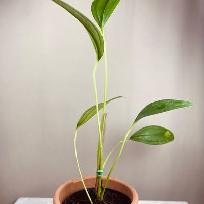 Anthurium ovatifolium (médio)