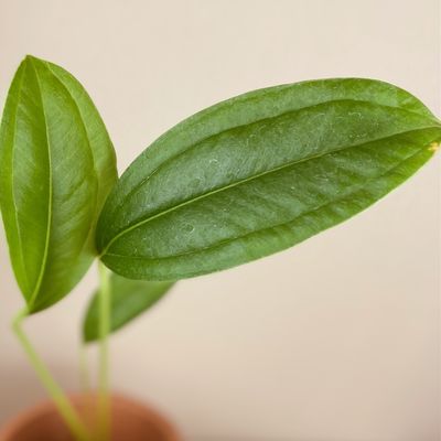 Anthurium ovatifolium (pequeno)
