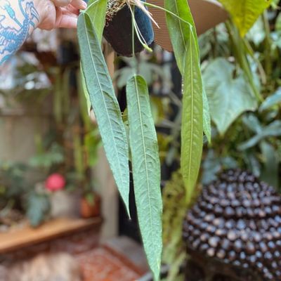 Anthurium pallidiflorum (médio)