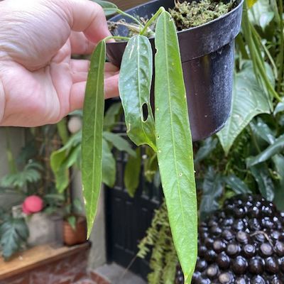 Anthurium pallidiflorum (pequeno)