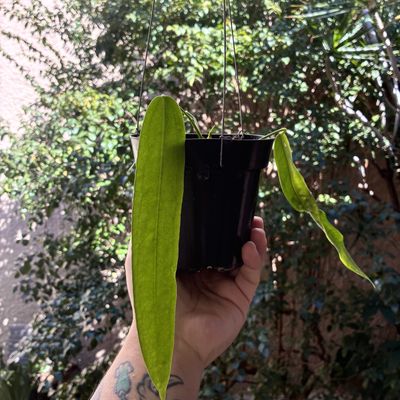 Anthurium pallidiflorum (pequeno)