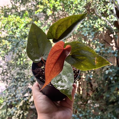 Anthurium papilillaminum ‘Fort Sherman' x aff besseae