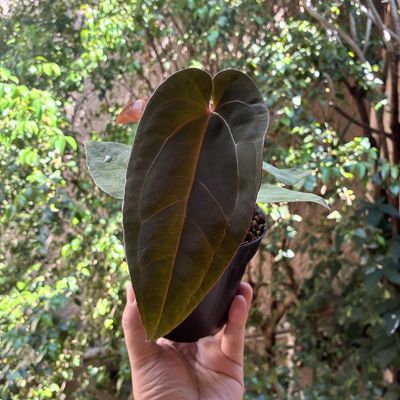 Anthurium papilillaminum ‘Fort Sherman' x aff besseae