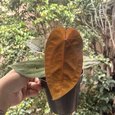 Anthurium papilillaminum ‘Fort Sherman' x aff besseae