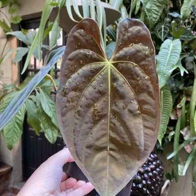 Anthurium papilillaminum (médio)