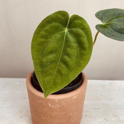 Anthurium papilillaminum (pequeno)