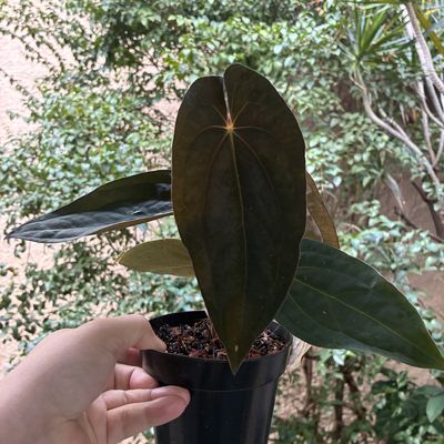 Anthurium papilillaminum x Red Dark Phoenix