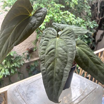 Anthurium papilillaminum x Red Dark Phoenix