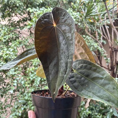 Anthurium papilillaminum x Red Dark Phoenix