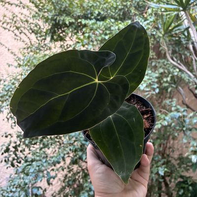 Anthurium papilillaminum x aff besseae