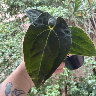 Anthurium papilillaminum x aff besseae