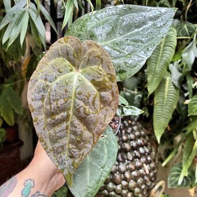 Anthurium papilillaminum x crystallinum silver