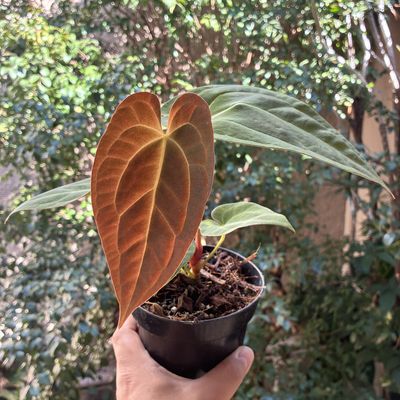 Anthurium papilillaminum x crystallinum silver