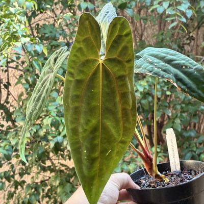 Anthurium papillilaminum Fort Sherman x Red Dark Phoenix