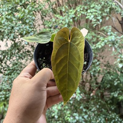 Anthurium papillilaminum x dressleri