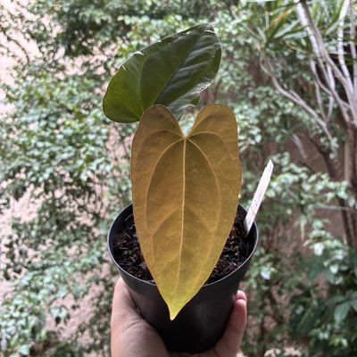 Anthurium papillilaminum x dressleri