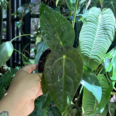 Anthurium (papillilaminum x luxurians) x crystallinum