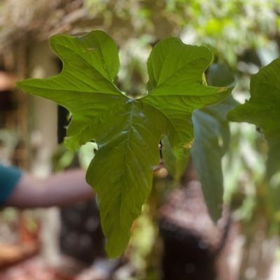 Anthurium pedatum x balaoanum (grande)