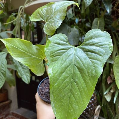 Anthurium pedatum x balaoanum