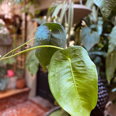 Anthurium peltigerum (grande)