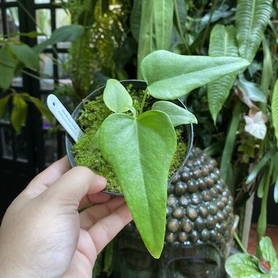 Anthurium podophyllum