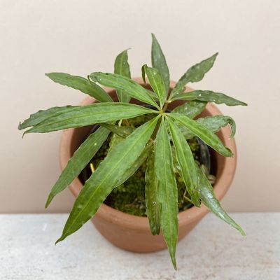 Anthurium polyschistum