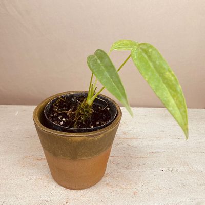 Anthurium pseudospectabile