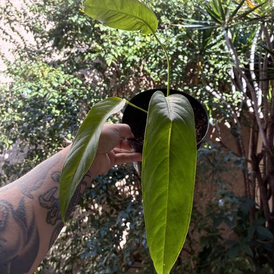 Anthurium pseudospectabile (grande)