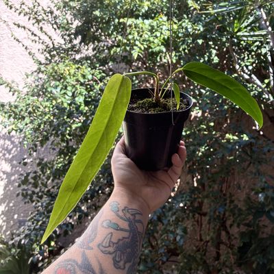 Anthurium pseudospectabile (médio)