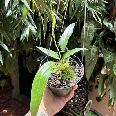 Anthurium pseudospectabile (médio)