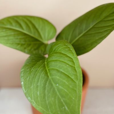 Anthurium pulcachense (médio)