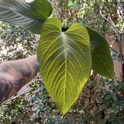 Anthurium pulcachense (grande)