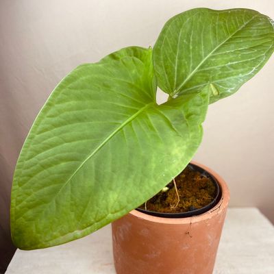 Anthurium pulcachense (grande)