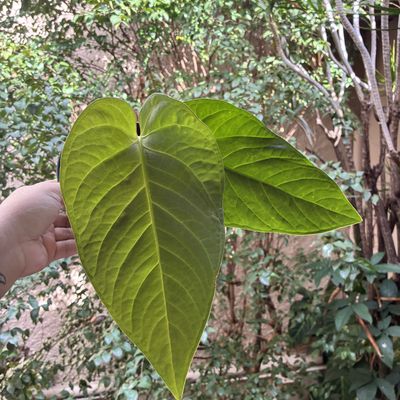 Anthurium pulcachense (médio)