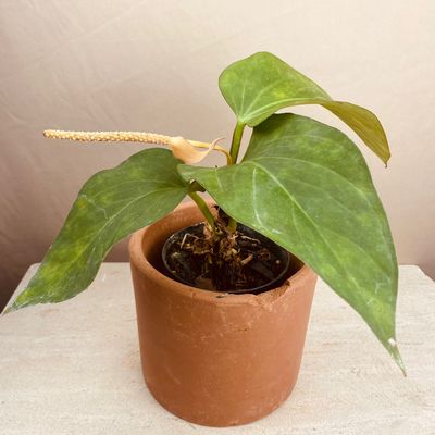Anthurium pulcachense (pequeno)