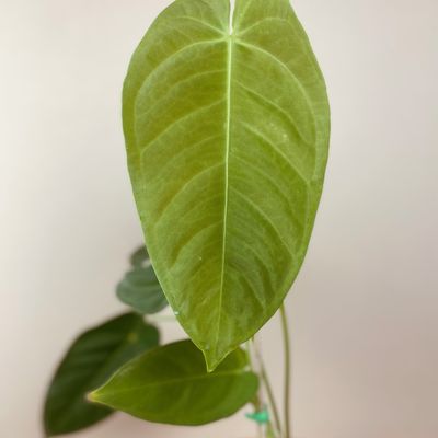 Anthurium queremalense