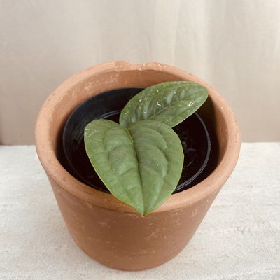 Anthurium aff radicans