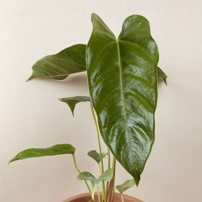 Anthurium recavum