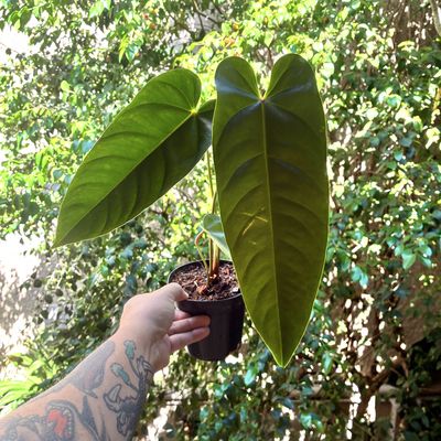 Anthurium recavum