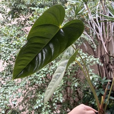 Anthurium recavum