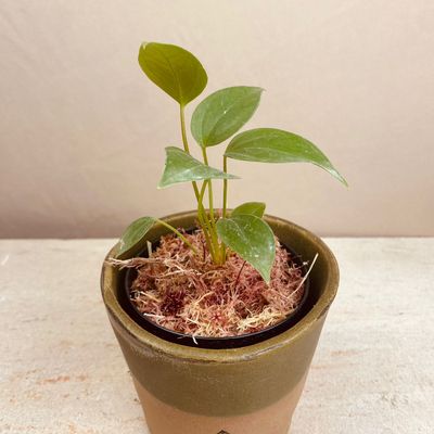 Anthurium recavum (baby)