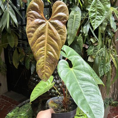 Anthurium recavum (grande)