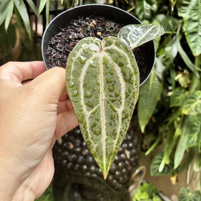 Anthurium red crystallinum