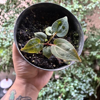 Anthurium red crystallinum (baby)