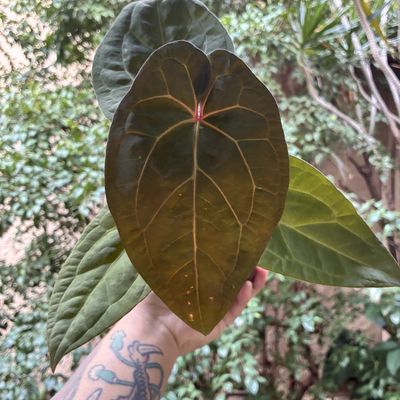 Anthurium red crystallinum (skg) x Red Dark Phoenix