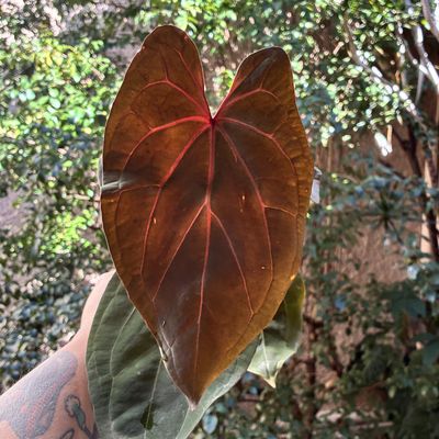 Anthurium red crystallinum (skg) x Red Dark Phoenix